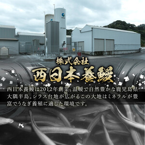 【無投薬にこだわったうなぎ】鹿児島県産うなぎ蒲焼15尾【国産】 2123