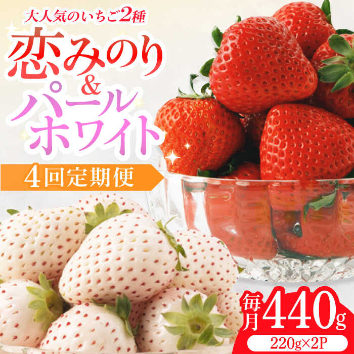 【ふるさと納税】【2026年発送分 先行予約】【全4回定期便】紅白いちご（恋みのり・パールホワイト）/ いちご イチゴ 苺 果物 フルーツ 定期便 / 佐賀県ふるさと納税 [41AAZZ002]