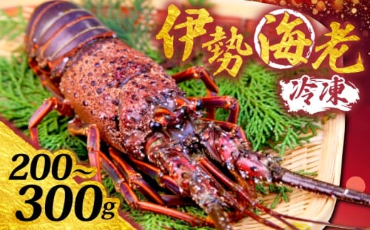 伊勢海老 200g ~ 300g 冷凍 期間限定 伊勢海老 伊勢エビ 活き 伊勢 海老 エビ イセエビ 刺身 焼き物 お味噌汁 鍋 ボイル エビフライ アレンジ可 職人厳選 新鮮 海鮮 ギフト 贈答 高知県 須崎市 YI009