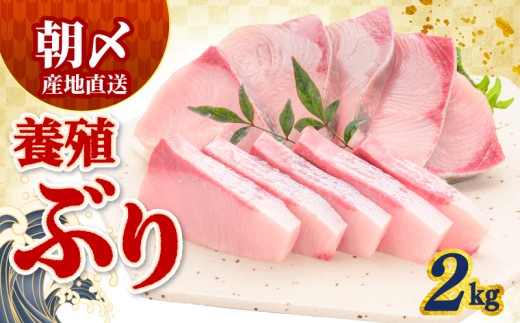ぶり 2kg 冷蔵 サンライズファーム