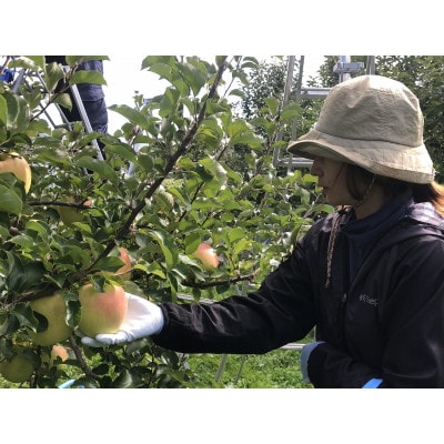 サンふじ＆ぐんま名月【家庭用】約5キロ　農家直送青森県産りんご