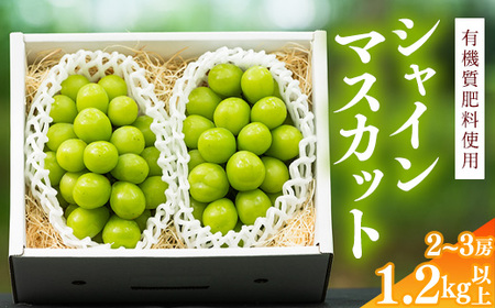 令和8年産 先行予約 ＜厳選＞ シャインマスカット 1.2kg以上（2～3房） 山形県産【2026年9月上旬頃～10月上旬頃発送予定】※配送不可 沖縄・離島　016-B-AF010