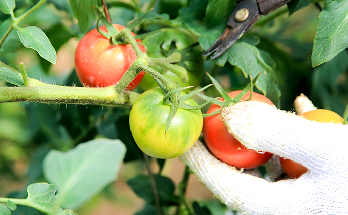 【数量限定】水田さんのフルーツトマト２㎏定期便（全3回 / 2・3・4月お届け / 化粧箱入）