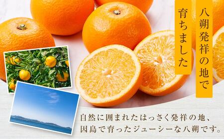 しまの八朔セット約8kg(Mサイズ程度 約30個 紅八朔と八朔)<2026年1月下旬から発送>
