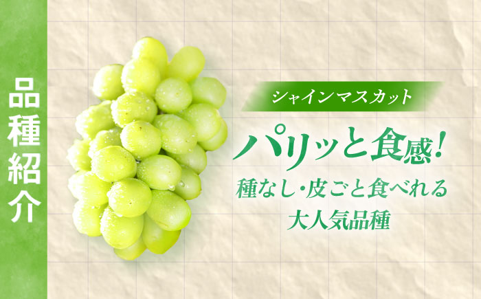 【先行予約/数量限定】＜8月下旬より発送開始＞農家さんおまかせ黒ぶどうとシャインマスカット 各種１房ずつ（500～650g）【五反田農園】[OBW004] / ぶどう 黒ぶどう シャインマスカット し