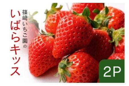 【2026年先行予約】いばらキッス2P 期間限定 数量限定 甘い 大きい イチゴ 春 苺 旬 フルーツ 果物 デザート ギフト 贈答用 国産 採れたて 新鮮 いちご 産地直送 茨城県 石岡市 (A32-004)