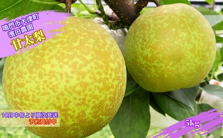 【濱田農園】 甘太梨 約5kg 【数量限定】【予約受付中・10月中旬より順次発送】フルーツ 果物 梨 ナシ 旬の梨 秋の梨 鳴門の梨 徳島県産  和梨 濱田農園