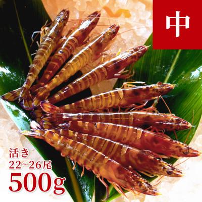ふるさと納税 宜野座村 【養殖場から直送】活き車海老 中サイズ 約500g(22〜26尾/約14cm)