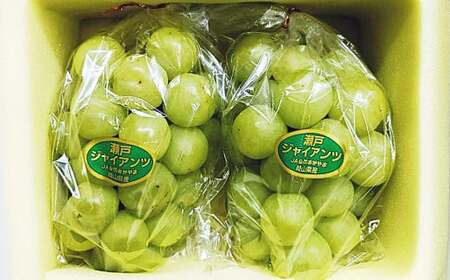 瀬戸ジャイアンツ 2房（1房480g以上） 合計約1kg 化粧箱入り 【2026年9月上旬～10月上旬迄発送予定】 白ぶどう 葡萄 ブドウ ぶどう フルーツ 果物 ギフト 国産 岡山県産