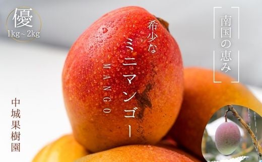 中城果樹園ミニマンゴー優品　約1kg（10～20個入）2025年発送　沖縄 特産品 フルーツ 果物 デザート スイーツ おすすめ オススメ 贈り物 プレゼント お土産 お見舞い 期間限定 数量限定 希少 レア