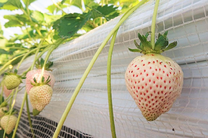 【期間限定発送】 いちご 白いちご 雲仙の花ぼうろ 250g×2パック [トトノウ 長崎県 雲仙市 item1411] 苺 イチゴ フルーツ 果物 くだもの 期間限定 季節限定