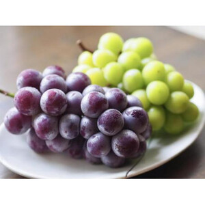 ＜2025年8月より順次発送予定＞ぶどう5品種食べ比べ(県内共通返礼品:かすみがうら市産) (BR077)