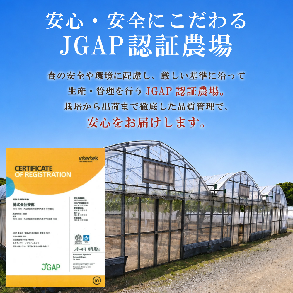 大分県産 BKシードレス 約1kg (2～3房) 2B6