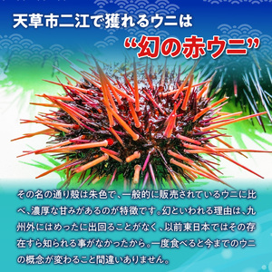 S157-005_天草二江の天然赤うに 80g 天草二江 天然 赤うに 美食家 北大路魯山人 認めた 幻 ウニ 殻 朱色 濃厚 甘み 特徴 九州外 滅多に出回らない 食べる ウニの概念 変わる 大粒 