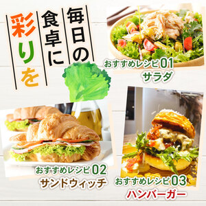 【先行予約】 フリルレタス 全 4回 発送 ＜ 定期便 固定月 ＞ 野菜  定期便  野菜  定期便  野菜  定期便