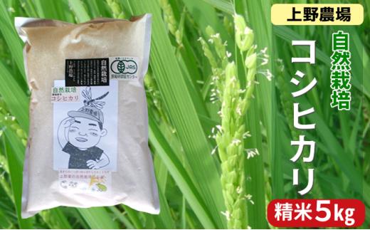 上野農場 自然栽培コシヒカリ 精米5kg お米 こしひかり 米 新潟市