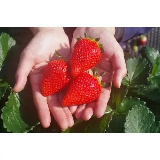 【定期便4回】頬張る幸せ★大粒 「スカイベリー」 560g (280g×2P)| 澳原いちご農園 栃木県 矢板市
