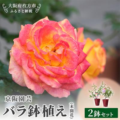 ふるさと納税 枚方市 京阪園芸 バラ 鉢植え (未開花) 2鉢セット