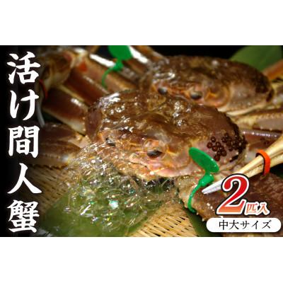 ふるさと納税 京丹後市 【活けズワイガニ】京丹後市産　活け間人蟹【厳選】中大サイズ2匹入りtaizakani800