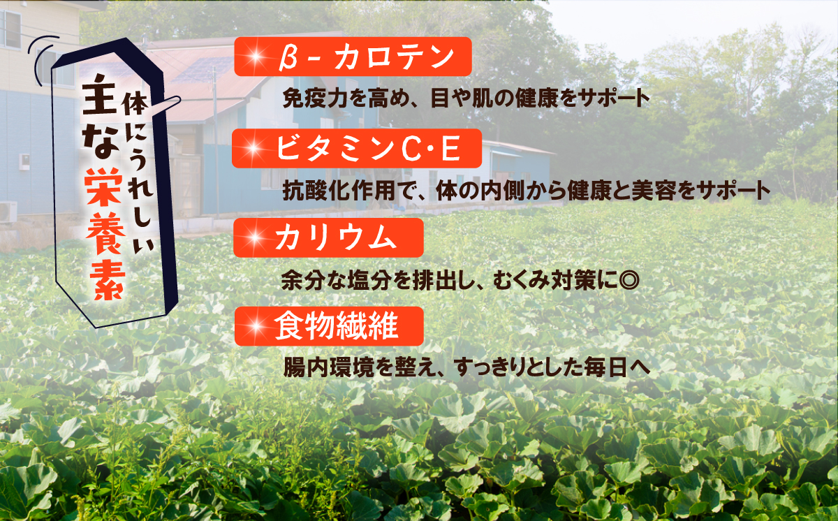 【訳あり】かぼちゃ くり大将 《容量が選べる！》訳あり 茨城県産 くり大将 約5kg (2玉から3玉) / 約10kg (5玉から6玉) 【茨城県 下妻市産 かぼちゃ カボチャ 南瓜 くり大将 くりた