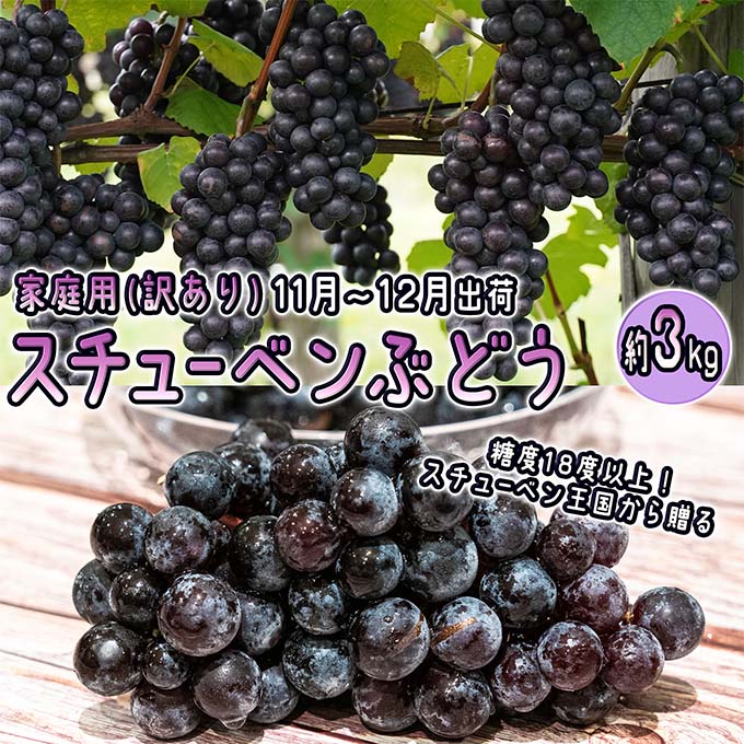 【ふるさと納税】11～12月 津軽ぶどう村 秀品 スチューベン ぶどう 約 3kg 訳あり 家庭用 【 青森ぶどう 青森県鶴田町産 11月 12月 果物 フルーツ ポリフェノール 甘い 高糖度 美味しい 　お届け：2026年11月1日～2026年12月26日