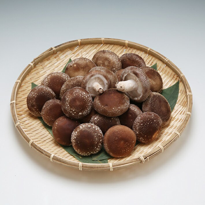 【ふるさと納税】【R7.12月より順次発送】石垣農園の肉厚 生しいたけ 1kg 食べごたえ抜群の椎茸（入金期限：2026.1.31） 数量限定 ふるさと納税 山形県