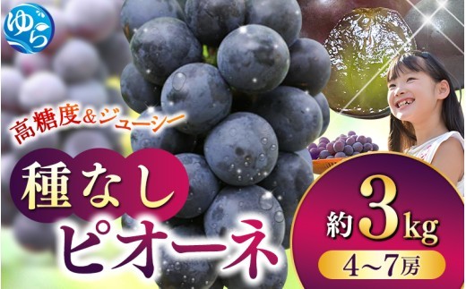 
                  【2026年先行予約】和歌山かつらぎ町産たねなしピオーネ約3kg ★2026年8月中旬頃より順次発送 / ピオーネ ぶどう 葡萄 和歌山 由良 旬 甘い 種なし 高級 大粒【tec952B】
                