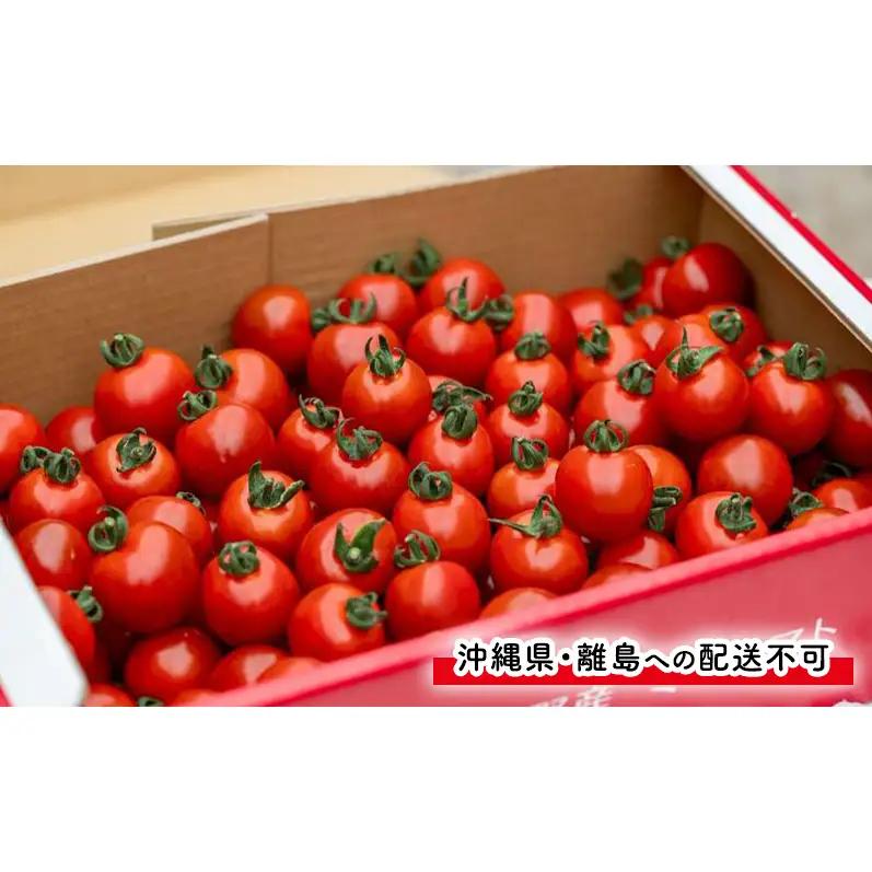 【2026年7月～発送】訳あり 富良野産 採れたて直送! ミニトマト キャロル10 【約3kg】 (清水farm) トマト ミニトマト とまと 野菜 新鮮 甘い 季節限定 北海道 富良野 ふらの