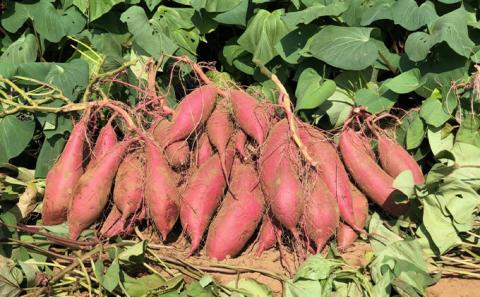 熟成　シルクスイート　さつまいも（L) 5キロ 野菜 サツマイモ 5kg