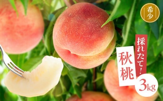 
            【満員御礼】南信州産 秋桃 白桃 約3kg | 果物 くだもの フルーツ 柿 桃 もも 白桃 秋桃 ジューシー 長野県 信州 南信州 飯田市
          