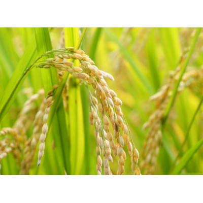 ふるさと納税 鞍手町 【令和7年産】農家直送の米 (12kg) |  | 02