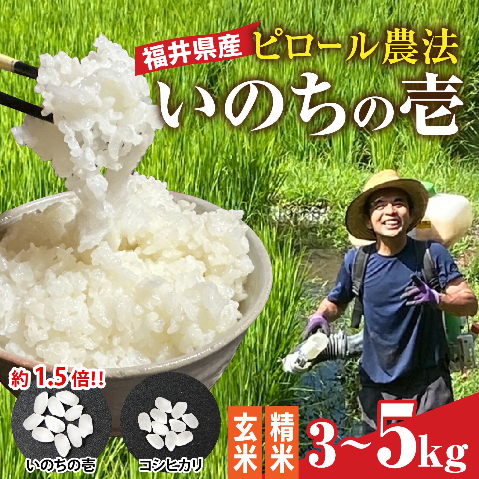 【ふるさと納税】【内田農園・ピロール米】令和7年産 福井県産いのちの壱　選べる容量3kg、5kg [A-168001] 選べる精米歩合 玄米 精米 ピロール 米 お米 コメ 送料無料 新米 令和七年 いのちの壱
