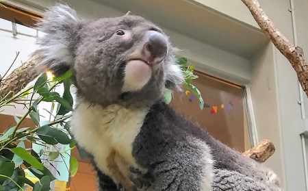 コアラのいる農業公園　淡路ファームパーク　イングランドの丘　入場券＆飲食利用券(大人１名用)