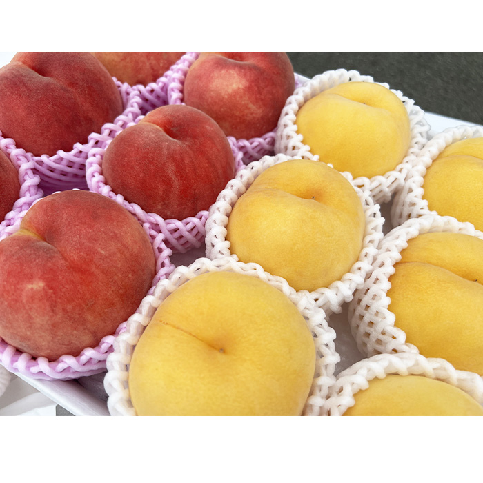 山形市産 黄桃と白桃（柔らかめ）の2色セット 秀 3kg 【令和8年産先行予約】FS23-822