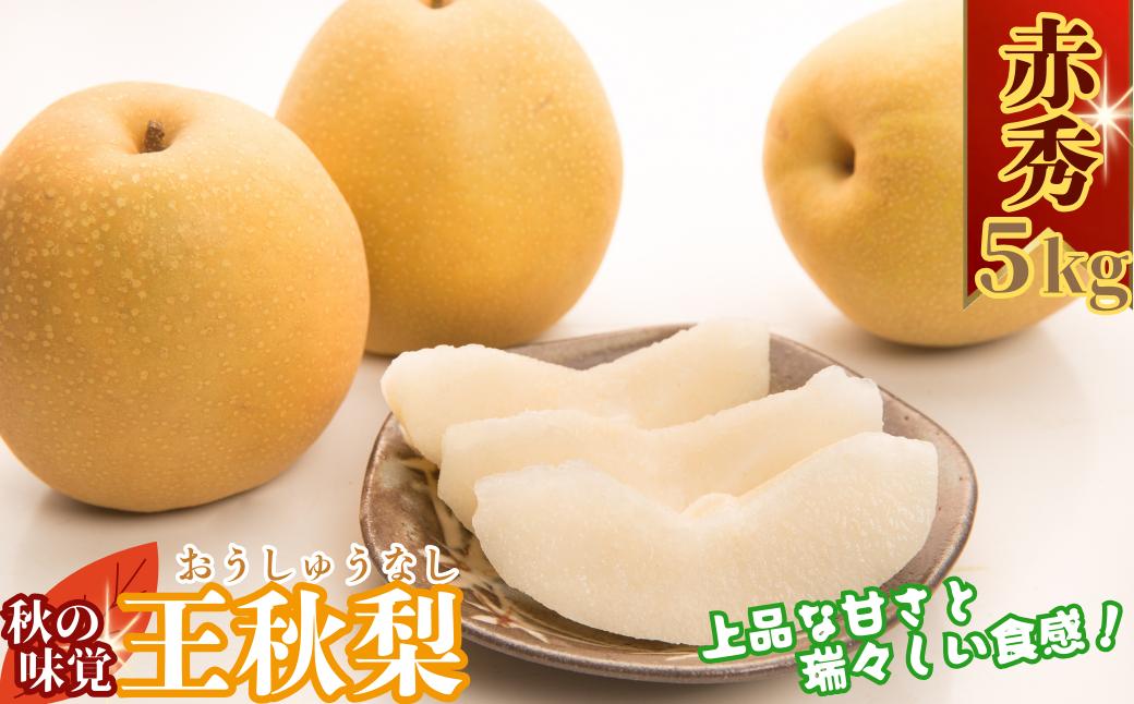 
                  【2026年発送分】王秋梨(赤秀) 5kg【鳥取県 八頭町 梨なし ナシ 果物 フルーツ 厳選 先行予約 ふるさと納税 返礼品 国産 甘い 王秋梨 高糖度】
                