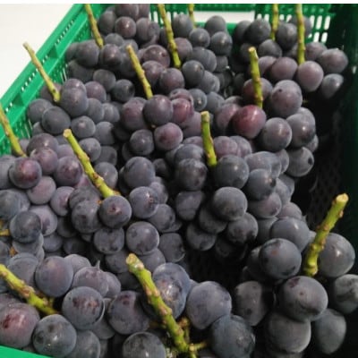 2025年10月上旬発送「幻の牧丘天空キング巨峰」 約1kg(2～3房)【配送不可地域：離島・沖縄県】