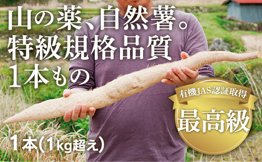 
C-035 ミライエfarm特級規格品質1本もの1キロ超え特大サイズ　最高級自然薯
