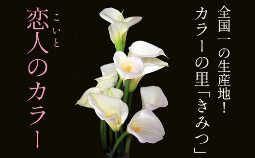 
君津市特産の花【恋人のカラー】30本（75cmサイズ）
