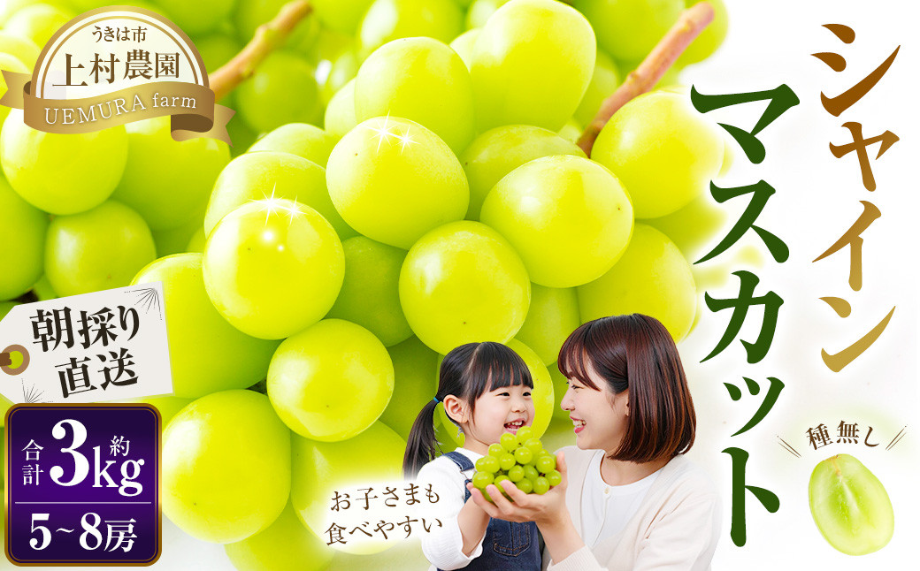 
            【先行予約】 上村農園 （ハウス） シャインマスカット 5～8房 （約3kg） 【2026年7月下旬～8月上旬より順次発送予定】 葡萄 ぶどう ブドウ 種無し 種なし 果物 くだもの フルーツ 果実 ハウス栽培 朝採り直送 お取り寄せ 福岡県 うきは市 冷蔵
          