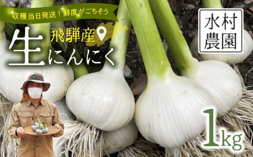＜8月から寄附額改定＞《先行予約》飛騨産 生にんにく 選べる内容量 1kg  生 にんにく【6月中旬～下旬発送】水村農園 [Q3220]　生にんにく　にんにく　生ニンニク　　