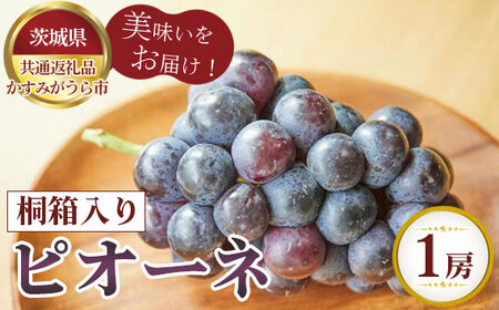 【先行予約】お中元　ピオーネ　桐箱入り1房【茨城県共通返礼品 かすみがうら市】 No.591