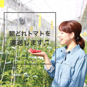 CK-7　ドロップファームの美容トマトおまかせ1kg箱(４種ミックス)