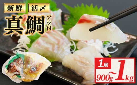 真鯛 タイ 半身 (アラ付き) 900g～1kg 産地直送 冷蔵 新鮮 鮮魚 養殖 カマ アラ 鯛 たい タイ 刺身用 しゃぶしゃぶ 鯛しゃぶ 鍋 鯛めし 鯛茶漬け カルパッチョ タタキ 炙り 塩焼き 煮込み 料理 三重県 伊勢 志摩 南伊勢