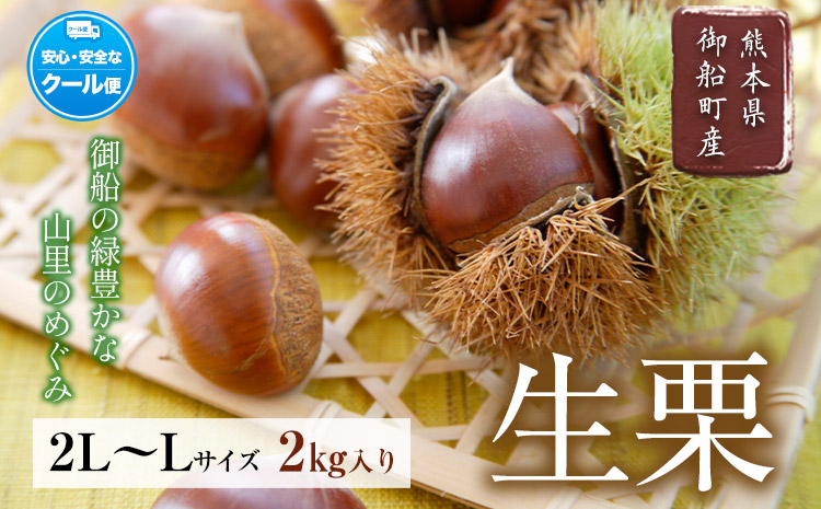 生栗 熊本県御船町産限定 約2kg(2L-Lサイズ) 期間限定 野菜 予約 スイーツ きんとん 甘露煮 渋皮煮《9月上旬-9月下旬頃出荷》---mifune_lcl_200_2---