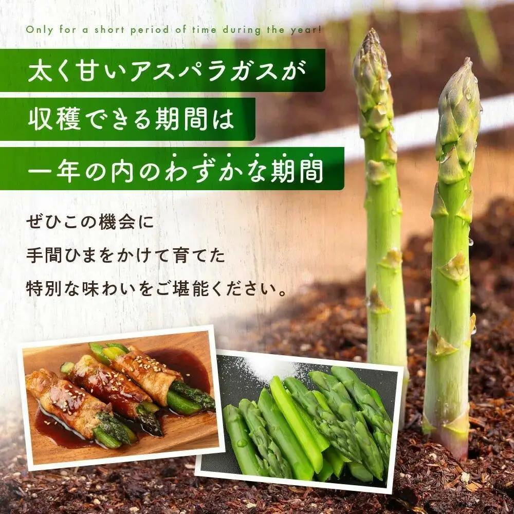 【2026年発送】ひだっこアスパラガス1.5kg |  産地直送 春 夏野菜 アスパラガス CM004VC01