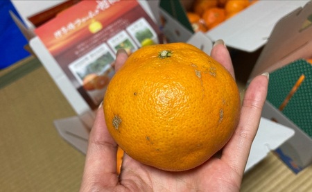 【2027年先行予約】みかん 甘平 3kg ご家庭用 バラ詰め 愛媛 【2027年2月から順次発送予定】 数量限定 柑橘 フルーツ 国産 伊予侍ファーム 伊予市｜B458