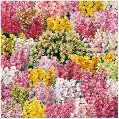 ふるさと納税 美馬市 洋蘭　おまかせシンビジウム鉢物3本立 |  | 01