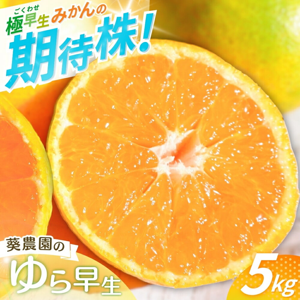【ふるさと納税】【先行予約】極早生みかん ゆら早生 【秀品】 5kg（サイズ混合）【2025年10月より順次発送】 / みかん ミカン 蜜柑 和歌山 早生 温州 田辺市 紀州 くだもの 柑橘 フルーツ