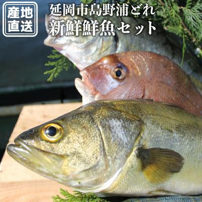 ふるさと納税 延岡市 延岡市島浦島育ちの厳選鮮魚セット(シマアジ・イサキ・マダイ・メジナ)