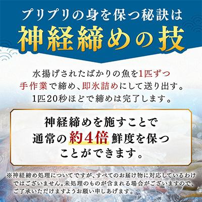 ふるさと納税 御坊市 御坊産　鮮魚セット　約2.5kg |  | 02